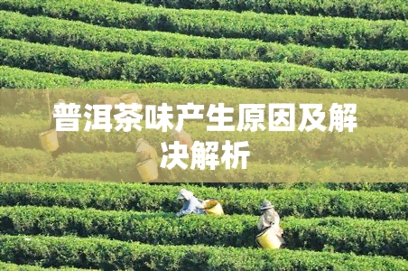 普洱茶味产生原因及解决解析