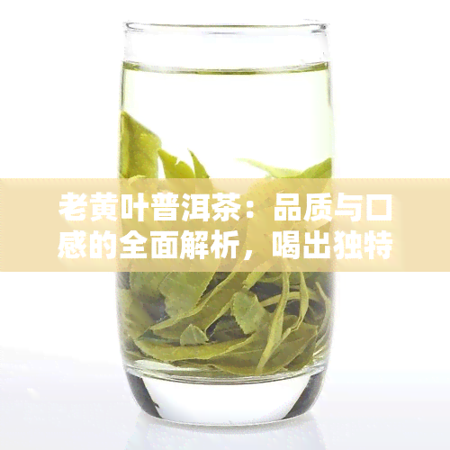 老黄叶普洱茶：品质与口感的全面解析，喝出独特风味的秘密