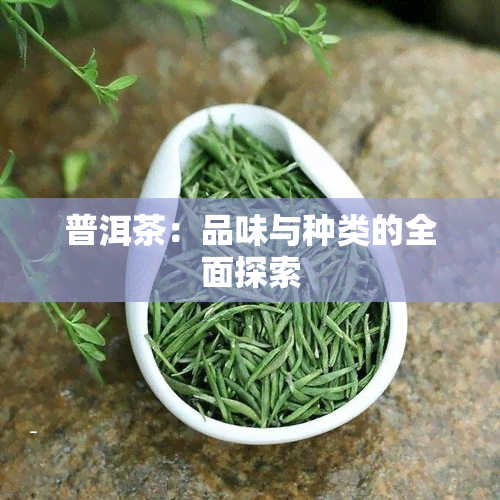 普洱茶：品味与种类的全面探索