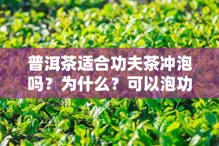 普洱茶适合功夫茶冲泡吗？为什么？可以泡功夫茶吗？