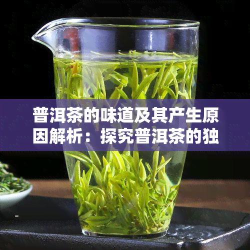 普洱茶的味道及其产生原因解析：探究普洱茶的独特风味和影响因素