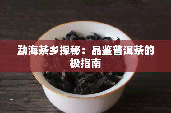 勐海茶乡探秘：品鉴普洱茶的极指南