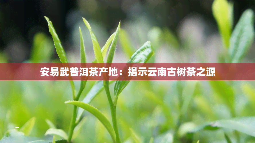 安易武普洱茶产地：揭示云南古树茶之源