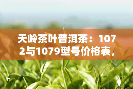 天岭茶叶普洱茶：1072与1079型号价格表，357克熟茶饼详解