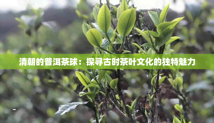 清朝的普洱茶球：探寻古时茶叶文化的独特魅力