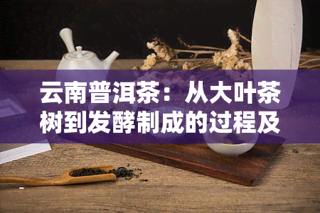 云南普洱茶：从大叶茶树到发酵制成的过程及其独特口感与健功效