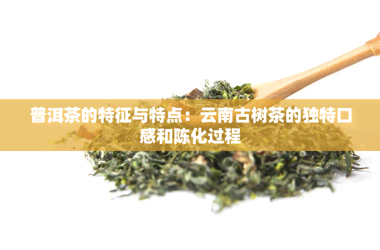 普洱茶的特征与特点：云南古树茶的独特口感和陈化过程