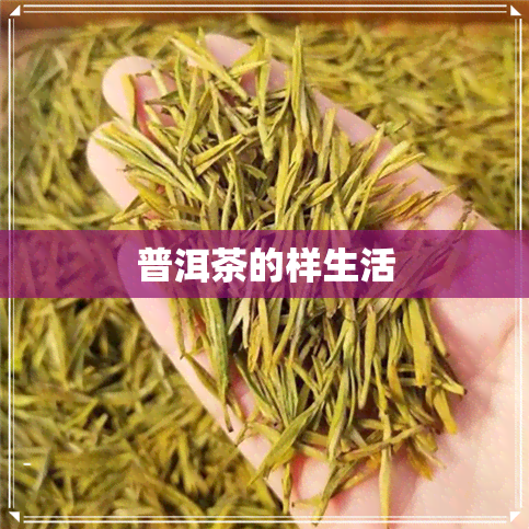 普洱茶的样生活