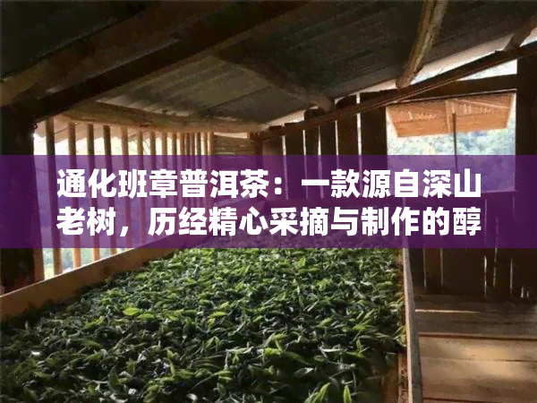 通化班章普洱茶：一款源自深山老树，历经精心采摘与制作的醇厚好茶