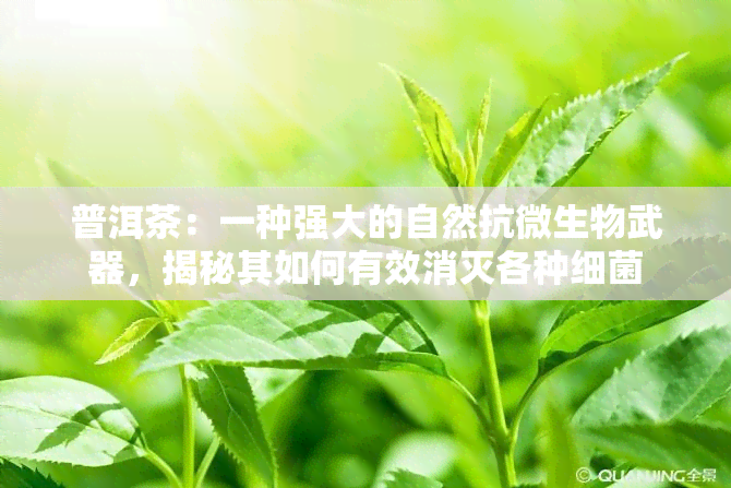 普洱茶：一种强大的自然抗微生物武器，揭秘其如何有效消灭各种细菌