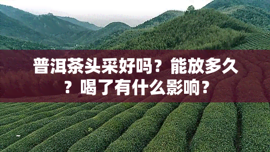 普洱茶头采好吗？能放多久？喝了有什么影响？