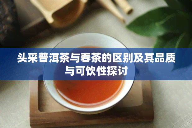 头采普洱茶与春茶的区别及其品质与可饮性探讨