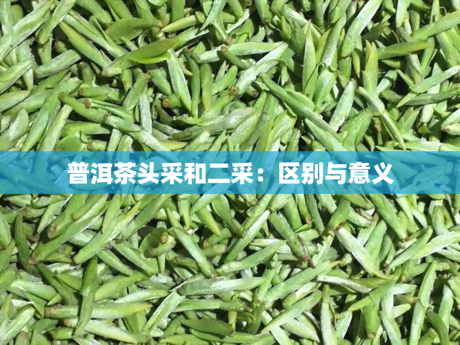 普洱茶头采和二采：区别与意义