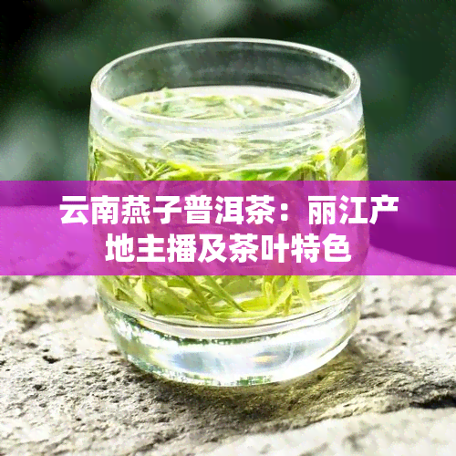 云南燕子普洱茶：丽江产地主播及茶叶特色