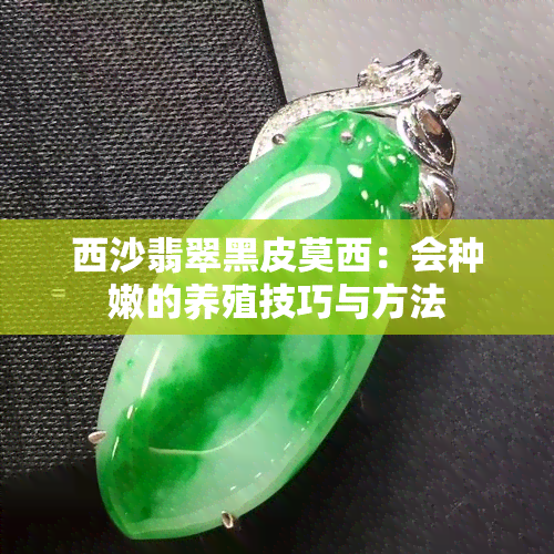 西沙翡翠黑皮莫西：会种嫩的养殖技巧与方法