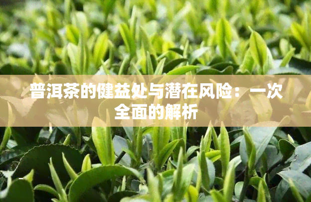 普洱茶的健益处与潜在风险：一次全面的解析