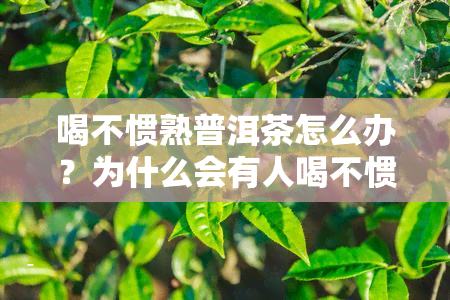 喝不惯熟普洱茶怎么办？为什么会有人喝不惯熟普洱茶？这是怎么回事？