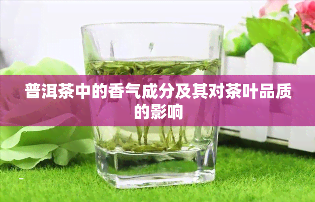 普洱茶中的香气成分及其对茶叶品质的影响