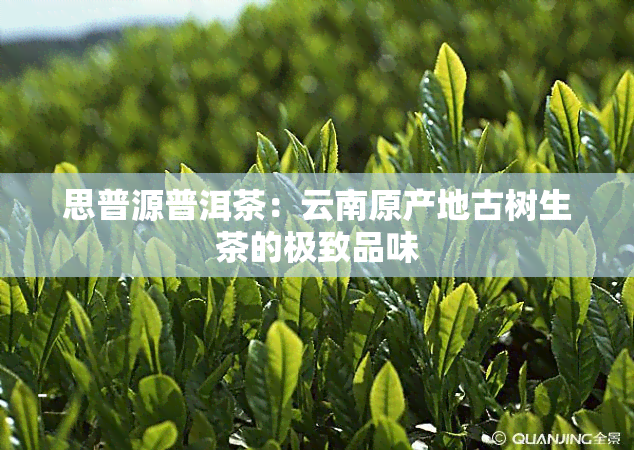 思普源普洱茶：云南原产地古树生茶的极致品味