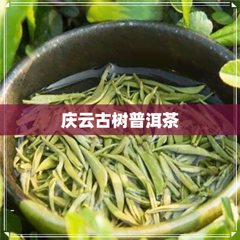 庆云古树普洱茶