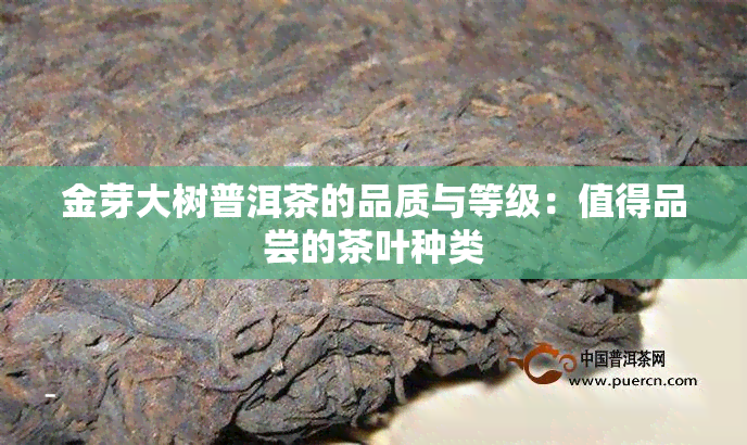 金芽大树普洱茶的品质与等级：值得品尝的茶叶种类