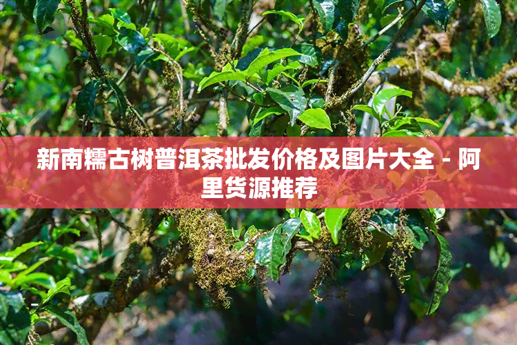 新南糯古树普洱茶批发价格及图片大全 - 阿里货源推荐