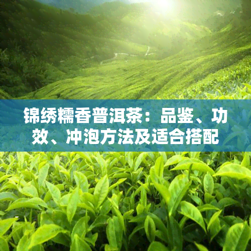 锦绣糯香普洱茶：品鉴、功效、冲泡方法及适合搭配的美食一文解析