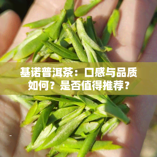 基诺普洱茶：口感与品质如何？是否值得推荐？