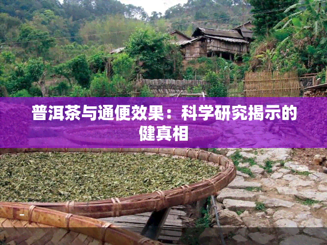 普洱茶与通便效果：科学研究揭示的健真相