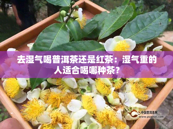 去湿气喝普洱茶还是红茶：湿气重的人适合喝哪种茶？