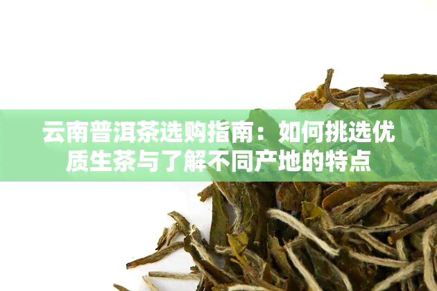 云南普洱茶选购指南：如何挑选优质生茶与了解不同产地的特点