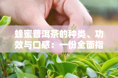 蜂蜜普洱茶的种类、功效与口感：一份全面指南