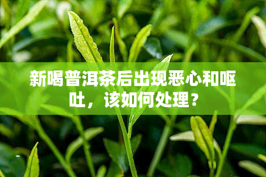 新喝普洱茶后出现恶心和呕吐，该如何处理？