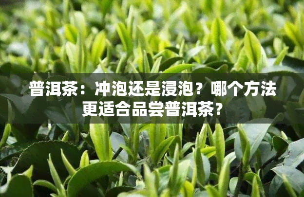 普洱茶：冲泡还是浸泡？哪个方法更适合品尝普洱茶？