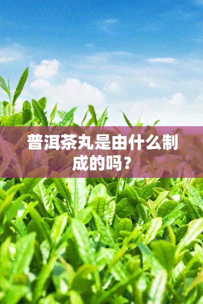 普洱茶丸是由什么制成的吗？