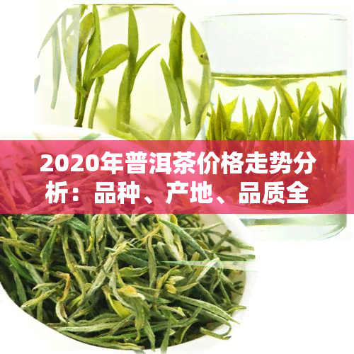 2020年普洱茶价格走势分析：品种、产地、品质全覆指南