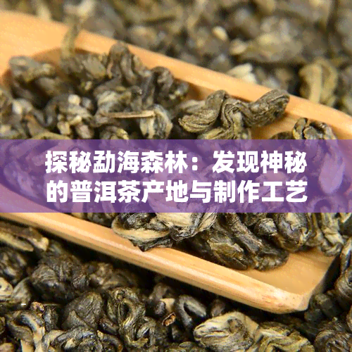 探秘勐海森林：发现神秘的普洱茶产地与制作工艺