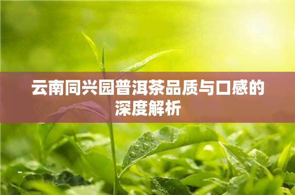 云南同兴园普洱茶品质与口感的深度解析