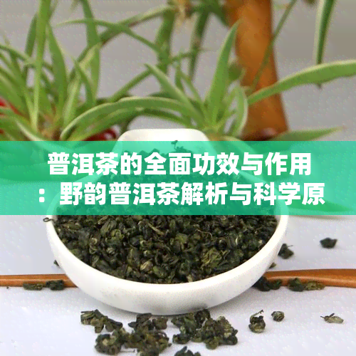 普洱茶的全面功效与作用：野韵普洱茶解析与科学原理