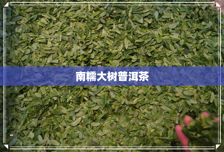 南糯大树普洱茶