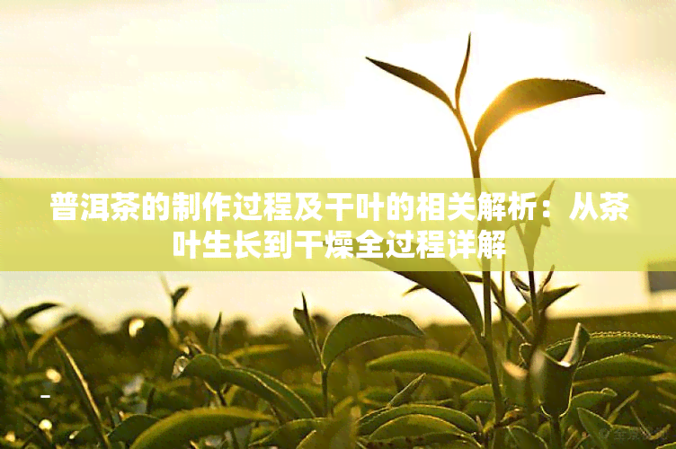 普洱茶的制作过程及干叶的相关解析：从茶叶生长到干燥全过程详解