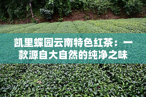 凯里蝶园云南特色红茶：一款源自大自然的纯净之味