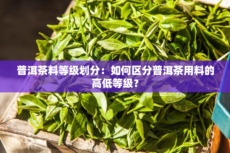 普洱茶料等级划分：如何区分普洱茶用料的高低等级？