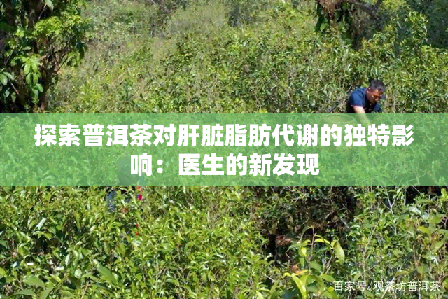 探索普洱茶对肝脏脂肪代谢的独特影响：医生的新发现