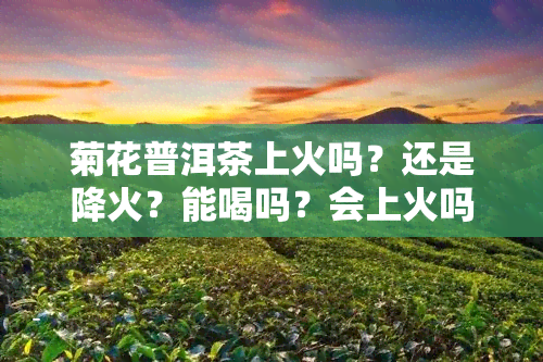 菊花普洱茶上火吗？还是降火？能喝吗？会上火吗？