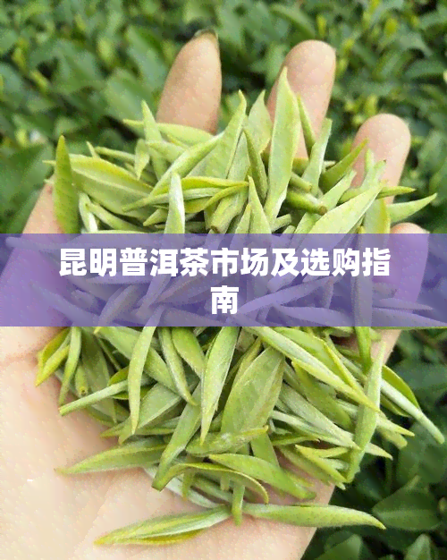 昆明普洱茶市场及选购指南