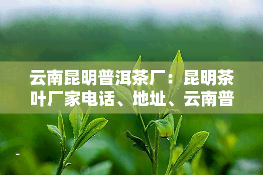 云南昆明普洱茶厂：昆明茶叶厂家电话、地址、云南普洱茶叶市场及知名厂址。