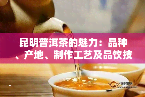 昆明普洱茶的魅力：品种、产地、制作工艺及品饮技巧全面解析