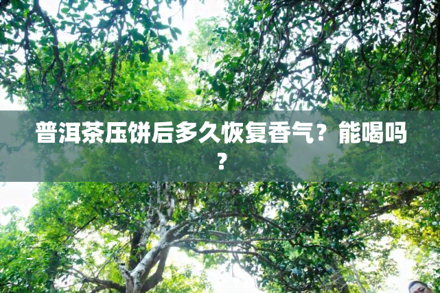 普洱茶压饼后多久恢复香气？能喝吗？