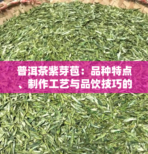 普洱茶紫芽苞：品种特点、制作工艺与品饮技巧的全面解析